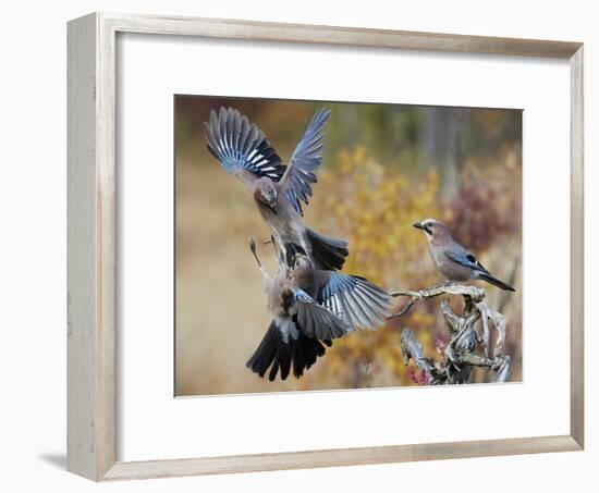 Two jays two fighting in mid-air, Norway-Markus Varesvuo-Framed Photographic Print