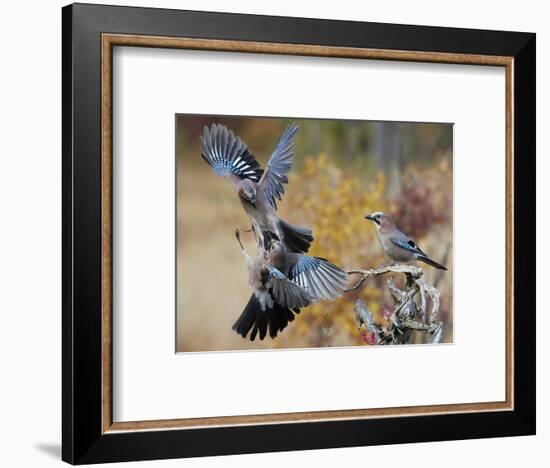 Two jays two fighting in mid-air, Norway-Markus Varesvuo-Framed Photographic Print