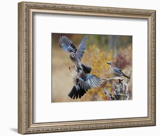 Two jays two fighting in mid-air, Norway-Markus Varesvuo-Framed Photographic Print