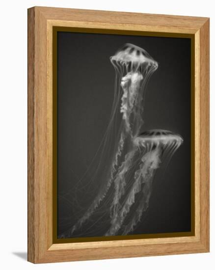 Two Jellyfish-Henry Horenstein-Framed Premier Image Canvas