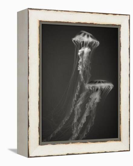 Two Jellyfish-Henry Horenstein-Framed Premier Image Canvas