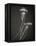 Two Jellyfish-Henry Horenstein-Framed Premier Image Canvas