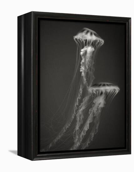 Two Jellyfish-Henry Horenstein-Framed Premier Image Canvas