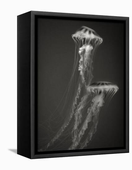 Two Jellyfish-Henry Horenstein-Framed Premier Image Canvas