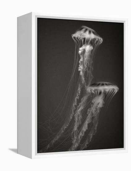 Two Jellyfish-Henry Horenstein-Framed Premier Image Canvas