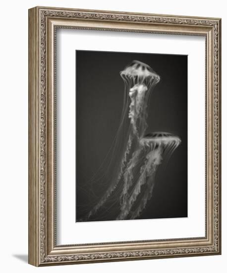 Two Jellyfish-Henry Horenstein-Framed Photographic Print