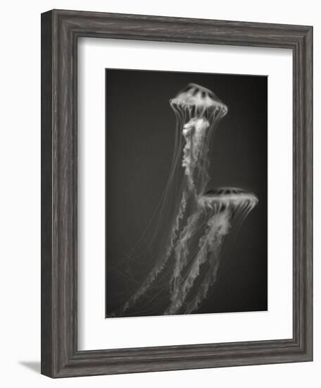 Two Jellyfish-Henry Horenstein-Framed Photographic Print