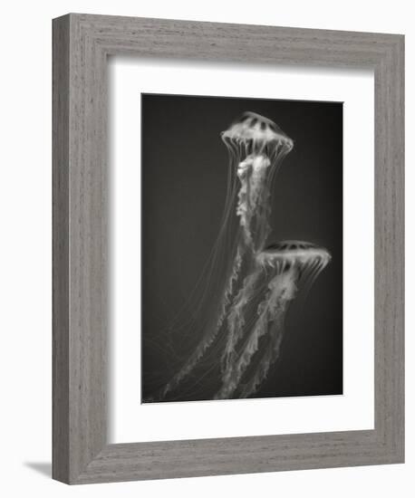 Two Jellyfish-Henry Horenstein-Framed Photographic Print
