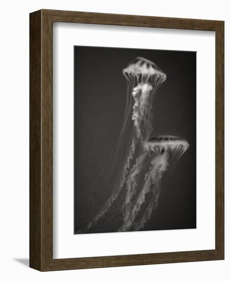 Two Jellyfish-Henry Horenstein-Framed Photographic Print