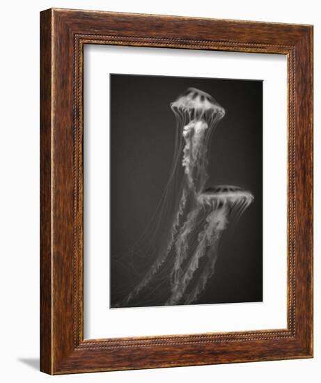 Two Jellyfish-Henry Horenstein-Framed Photographic Print