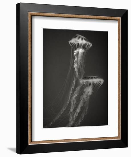 Two Jellyfish-Henry Horenstein-Framed Photographic Print