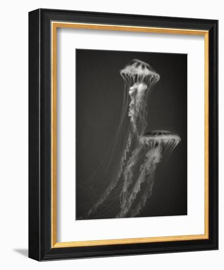 Two Jellyfish-Henry Horenstein-Framed Photographic Print