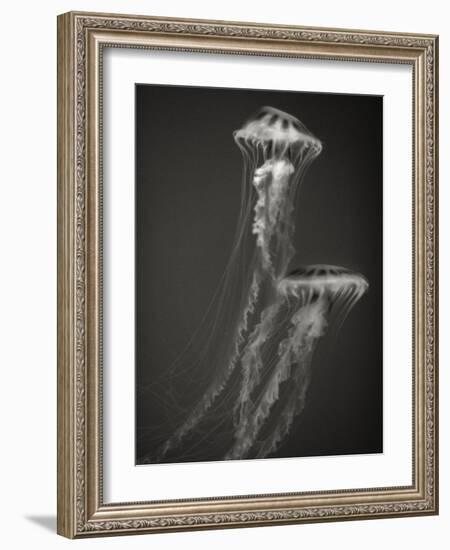 Two Jellyfish-Henry Horenstein-Framed Photographic Print