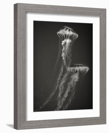 Two Jellyfish-Henry Horenstein-Framed Photographic Print