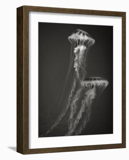 Two Jellyfish-Henry Horenstein-Framed Photographic Print