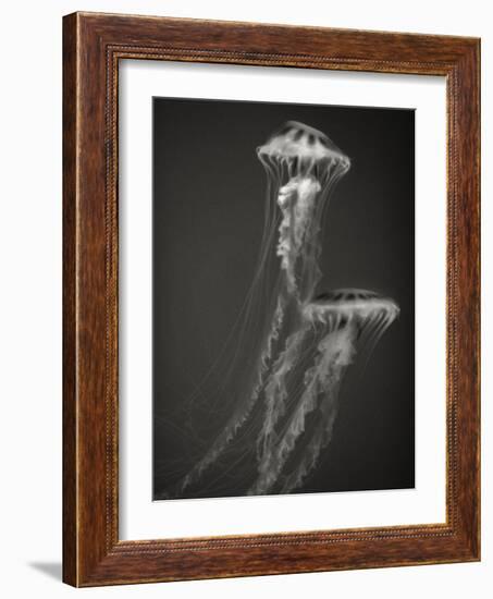 Two Jellyfish-Henry Horenstein-Framed Photographic Print