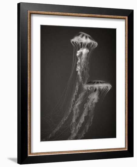 Two Jellyfish-Henry Horenstein-Framed Photographic Print