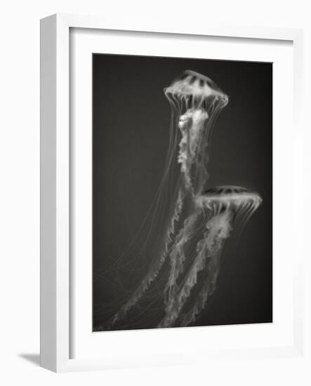 Two Jellyfish-Henry Horenstein-Framed Photographic Print