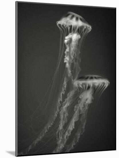 Two Jellyfish-Henry Horenstein-Mounted Photographic Print
