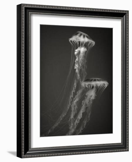 Two Jellyfish-Henry Horenstein-Framed Photographic Print