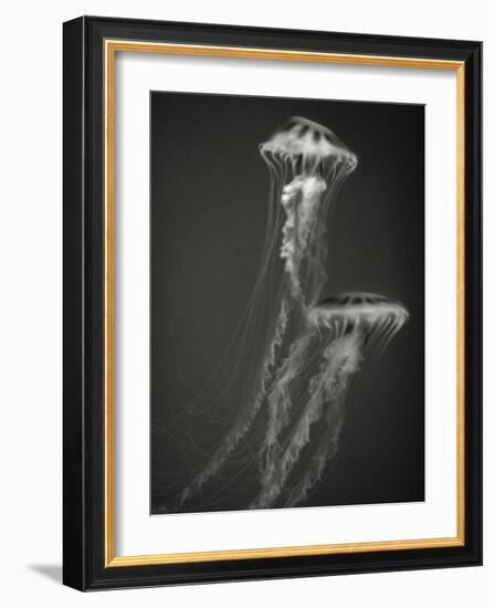 Two Jellyfish-Henry Horenstein-Framed Photographic Print