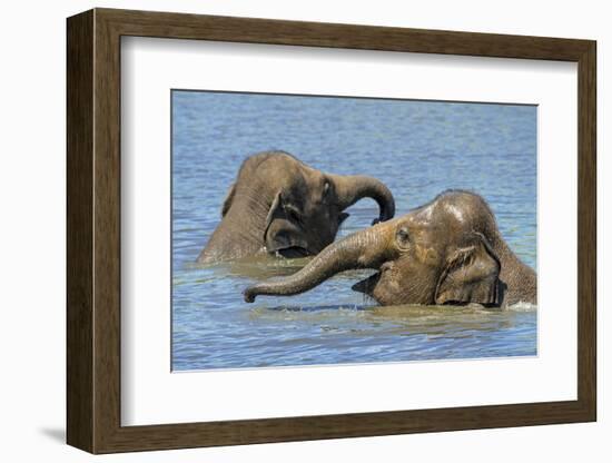 Two juvenile Asian elephants having fun bathing-Philippe Clement-Framed Photographic Print