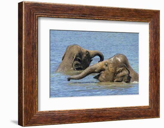 Two juvenile Asian elephants having fun bathing-Philippe Clement-Framed Photographic Print