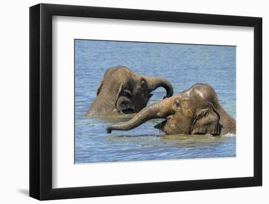 Two juvenile Asian elephants having fun bathing-Philippe Clement-Framed Photographic Print