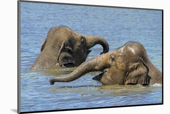 Two juvenile Asian elephants having fun bathing-Philippe Clement-Mounted Photographic Print