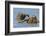 Two juvenile Asian elephants having fun bathing-Philippe Clement-Framed Photographic Print