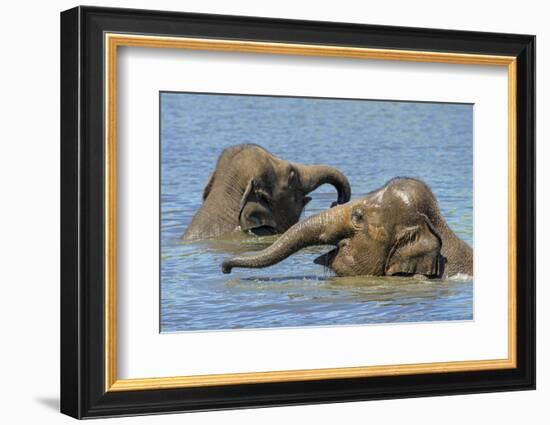 Two juvenile Asian elephants having fun bathing-Philippe Clement-Framed Photographic Print
