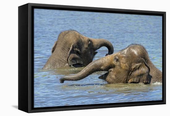 Two juvenile Asian elephants having fun bathing-Philippe Clement-Framed Premier Image Canvas