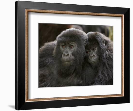 Two Juvenile Mountain Gorillas (Gorilla Gorilla Beringei) of the Umubano Group, Volcanoes National-James Hager-Framed Photographic Print