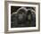 Two Juvenile Mountain Gorillas (Gorilla Gorilla Beringei) of the Umubano Group, Volcanoes National-James Hager-Framed Photographic Print