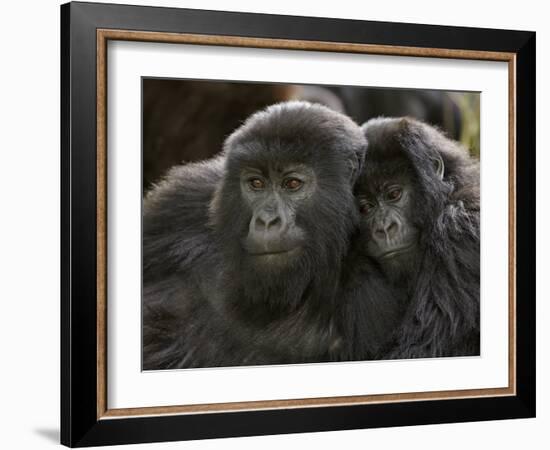 Two Juvenile Mountain Gorillas (Gorilla Gorilla Beringei) of the Umubano Group, Volcanoes National-James Hager-Framed Photographic Print