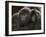 Two Juvenile Mountain Gorillas (Gorilla Gorilla Beringei) of the Umubano Group, Volcanoes National-James Hager-Framed Photographic Print