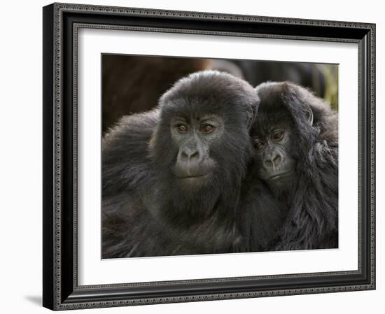 Two Juvenile Mountain Gorillas (Gorilla Gorilla Beringei) of the Umubano Group, Volcanoes National-James Hager-Framed Photographic Print