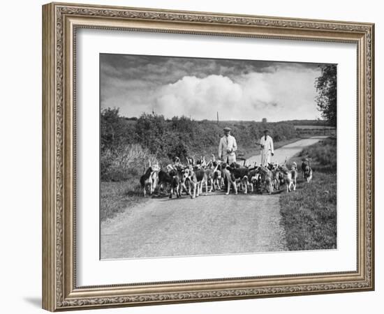 Two Kennel Workers Exercising Foxhounds on an English Country Lane-null-Framed Photographic Print