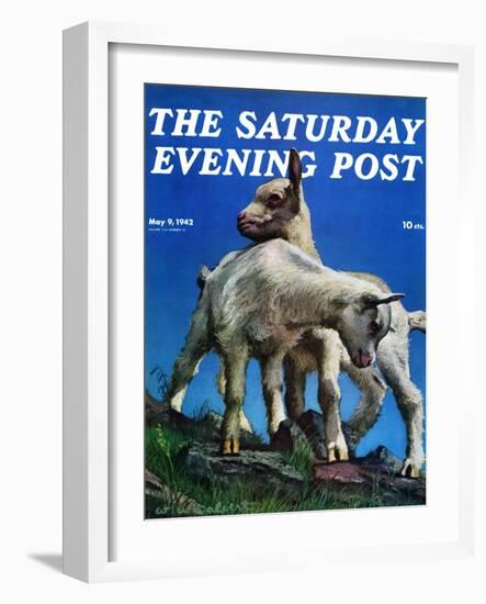 "Two Kid Goats," Saturday Evening Post Cover, May 9, 1942-W.W. Calvert-Framed Giclee Print