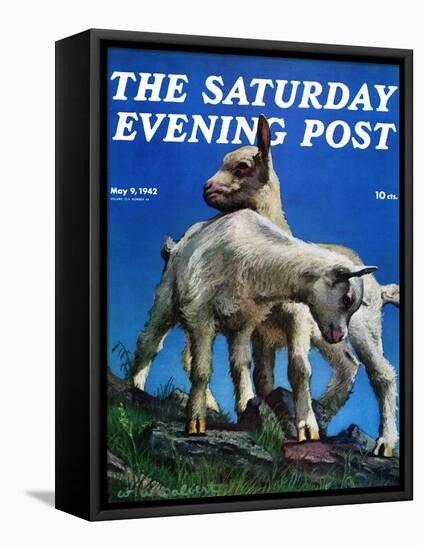 "Two Kid Goats," Saturday Evening Post Cover, May 9, 1942-W.W. Calvert-Framed Premier Image Canvas