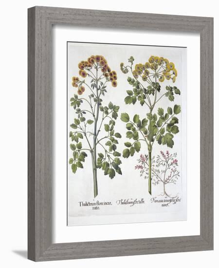 Two Kinds of Meadow Rue and Fumewort , from 'Hortus Eystettensis', by Basil Besler (1561-1629), Pub-German School-Framed Giclee Print
