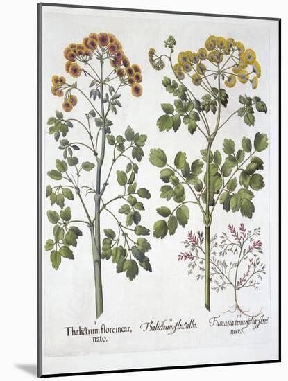 Two Kinds of Meadow Rue and Fumewort , from 'Hortus Eystettensis', by Basil Besler (1561-1629), Pub-German School-Mounted Giclee Print