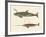 Two Kinds of Whales-null-Framed Giclee Print