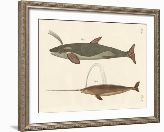 Two Kinds of Whales-null-Framed Giclee Print