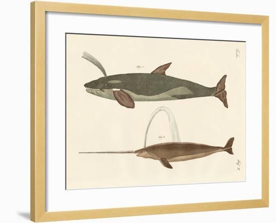 Two Kinds of Whales-null-Framed Giclee Print