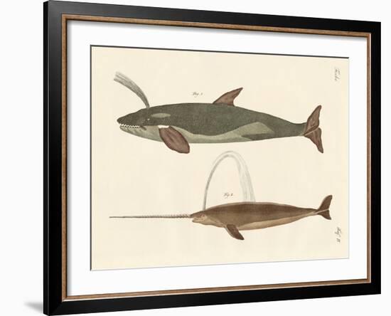 Two Kinds of Whales-null-Framed Giclee Print