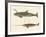 Two Kinds of Whales-null-Framed Giclee Print