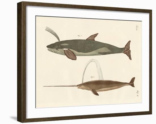 Two Kinds of Whales-null-Framed Giclee Print