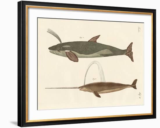 Two Kinds of Whales-null-Framed Giclee Print