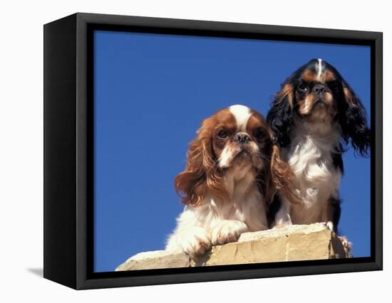 Two King Charles Cavalier Spaniel Adults on Wall-Adriano Bacchella-Framed Premier Image Canvas